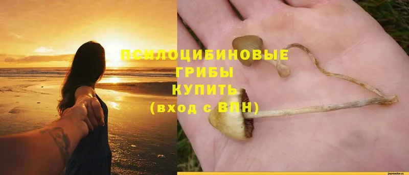 OMG вход  Избербаш  Галлюциногенные грибы Magic Shrooms 